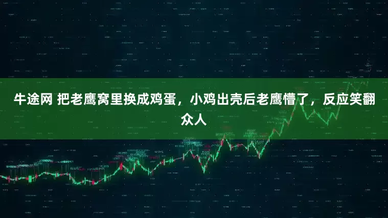 牛途网 把老鹰窝里换成鸡蛋，小鸡出壳后老鹰懵了，反应笑翻众人